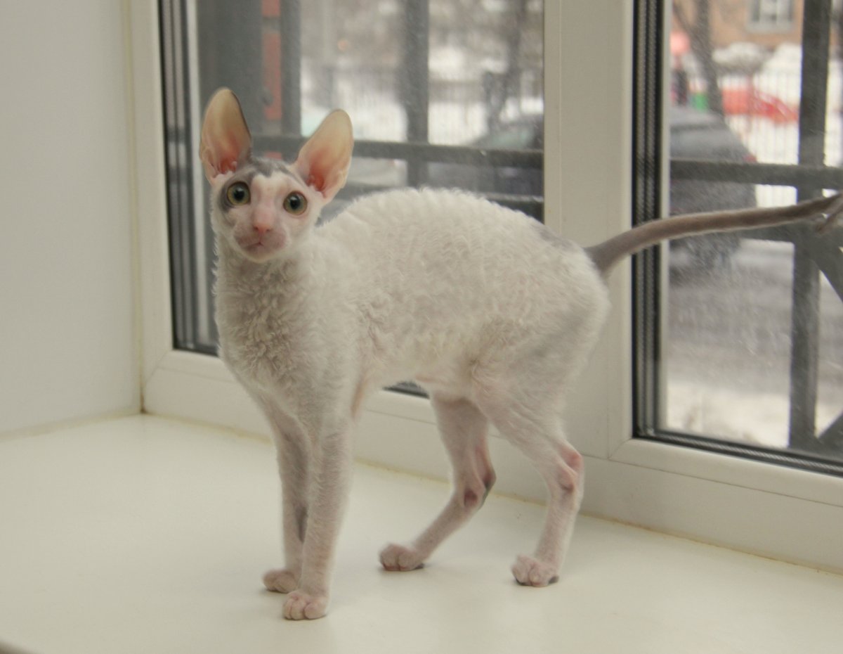 Сфинкс Корниш рекс стриженный