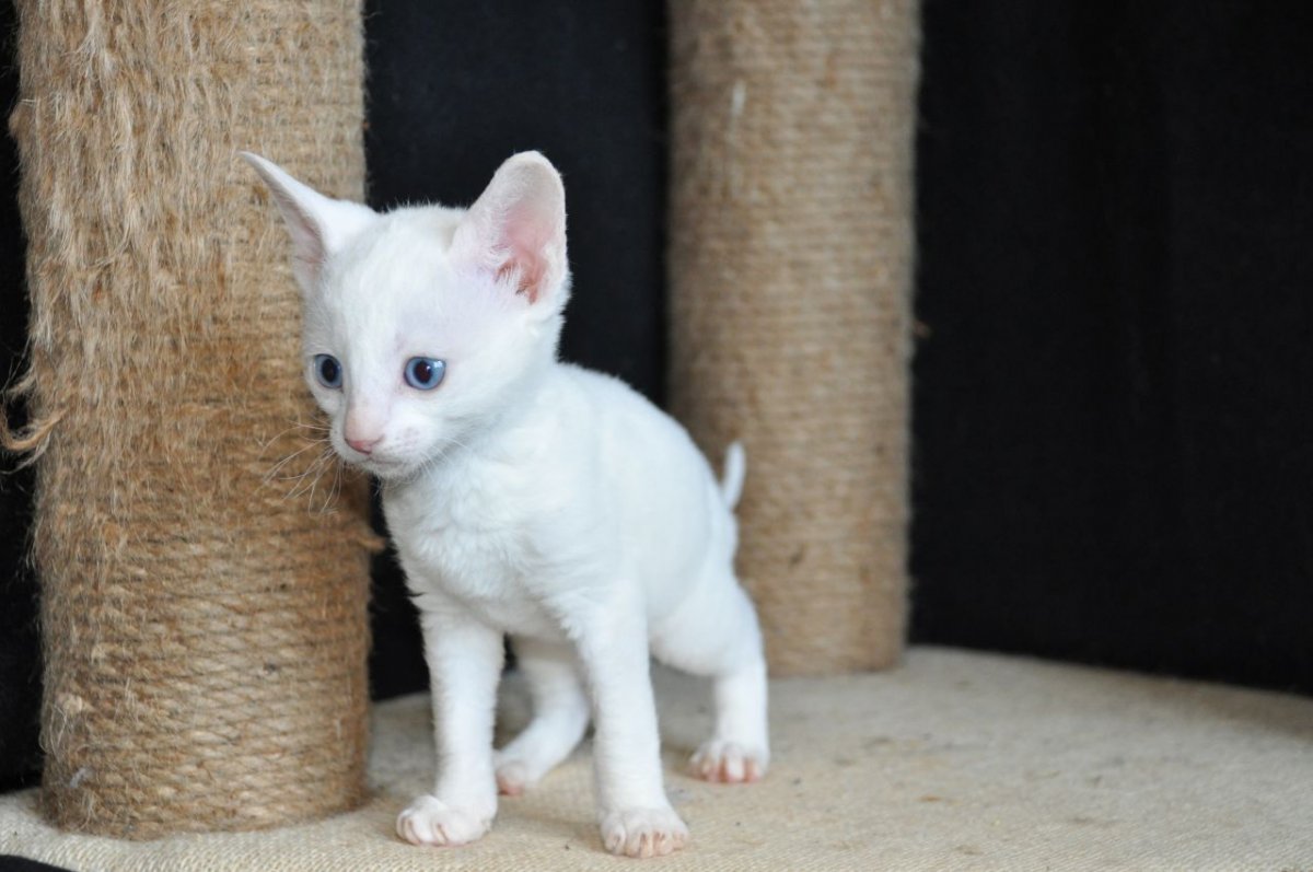 Корниш рекс кошка