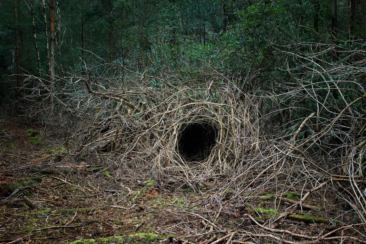 Чья Нора в лесу