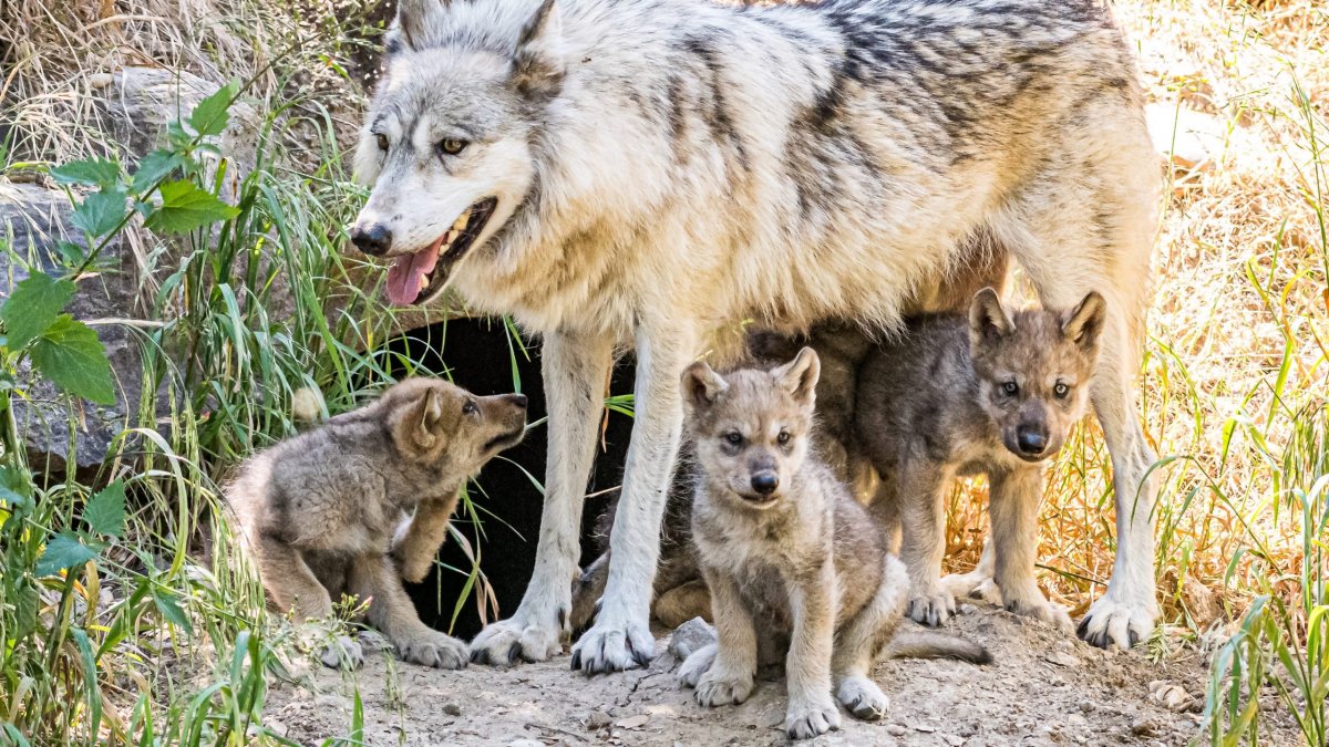 Жилище волка