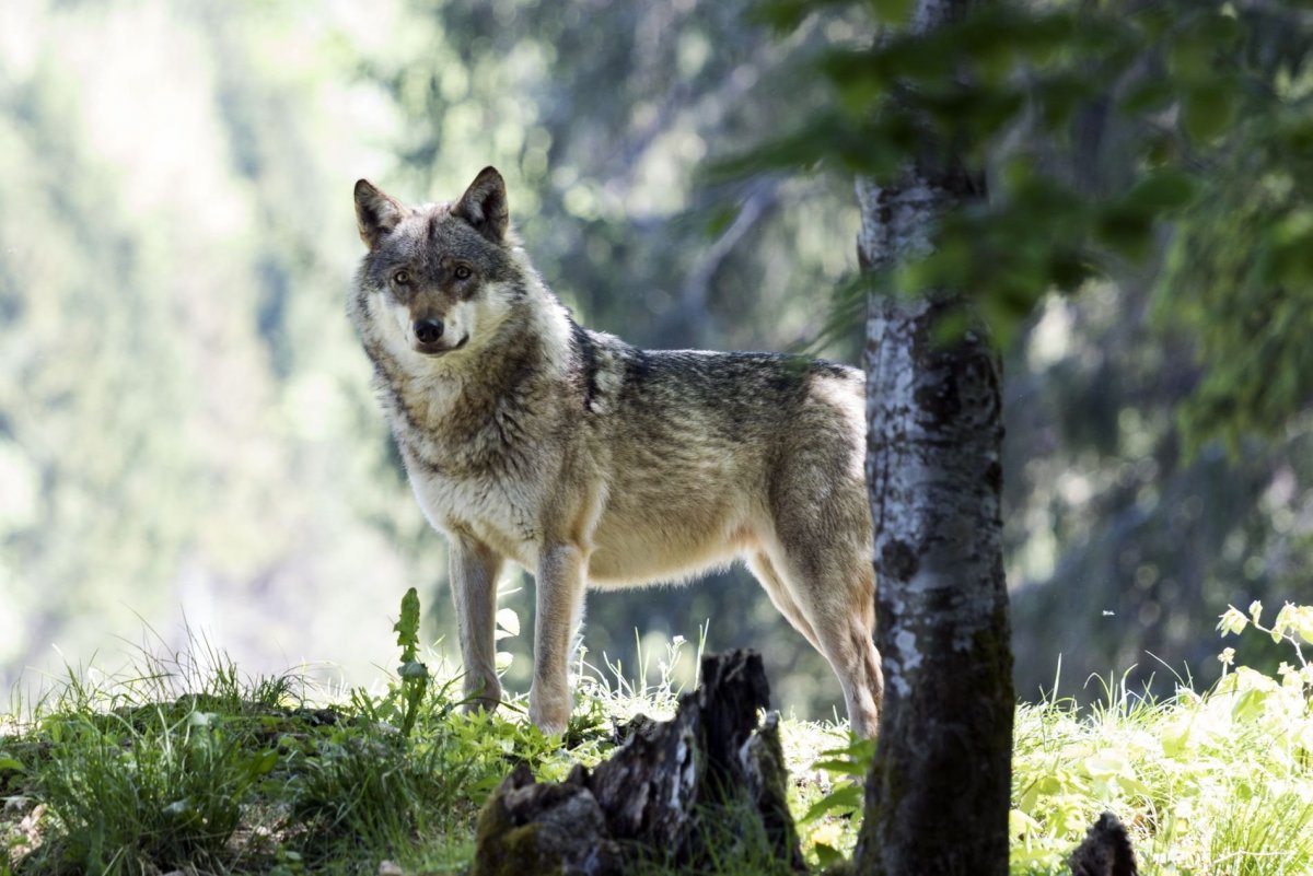 Лиса спит в норе