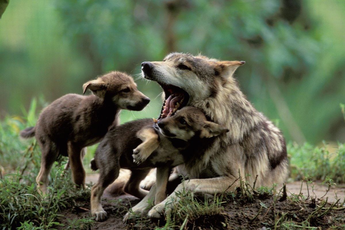 Нора в дереве