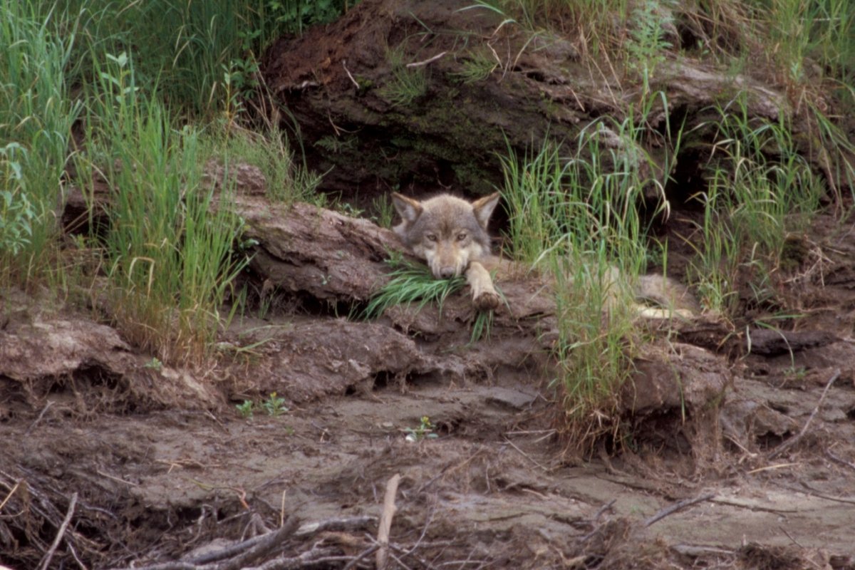 Остров волка