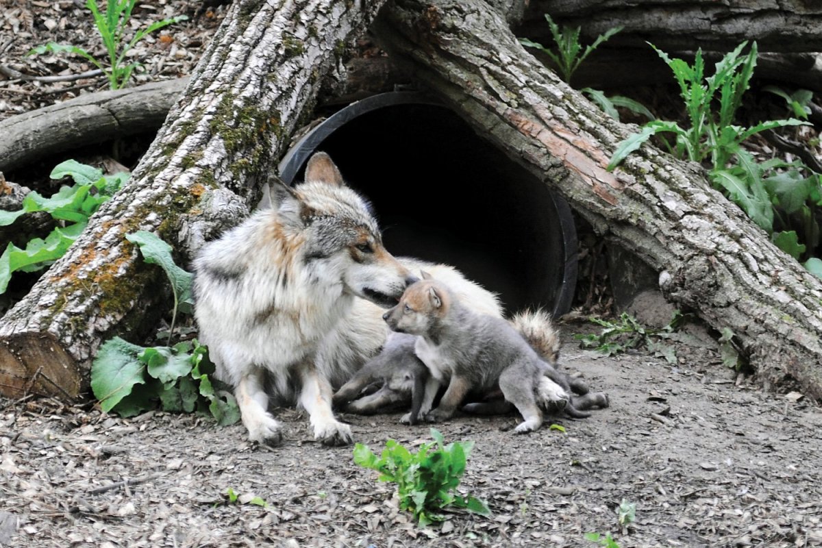 Волчата в логове