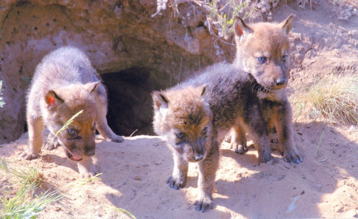 Логово волка