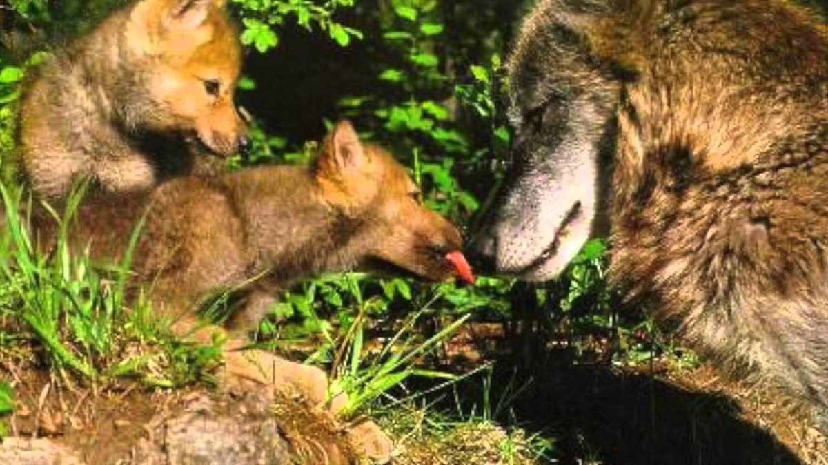 Жилище волка