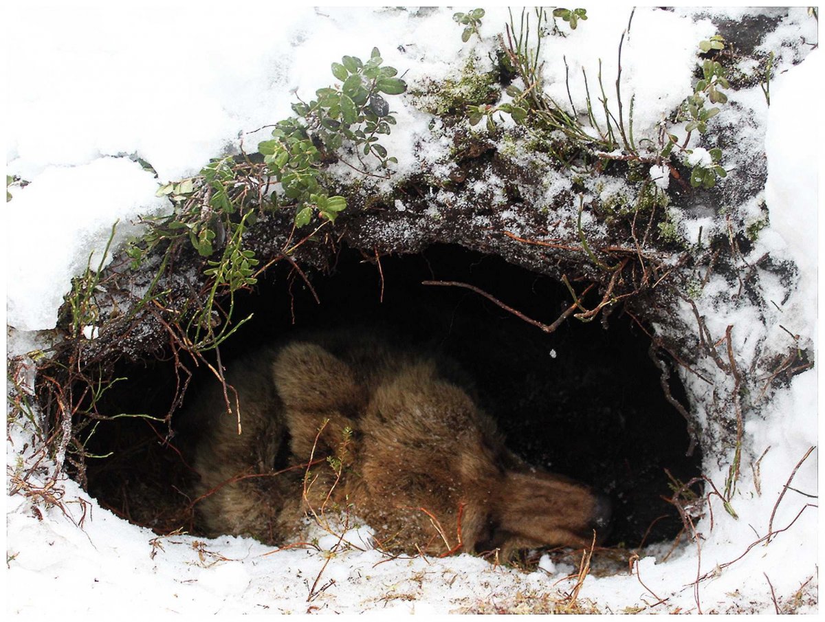 Логово волка зимой