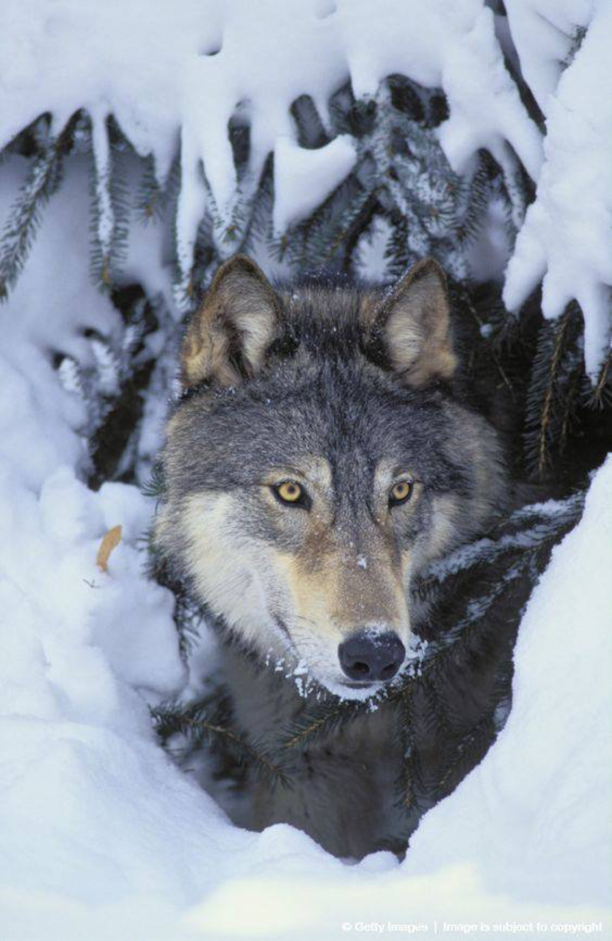 Нора лисы в Карелии