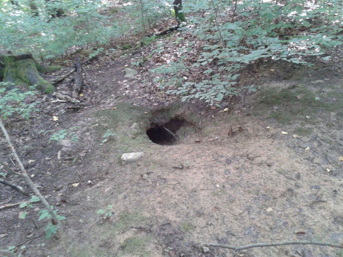 Волк на скале в лесу