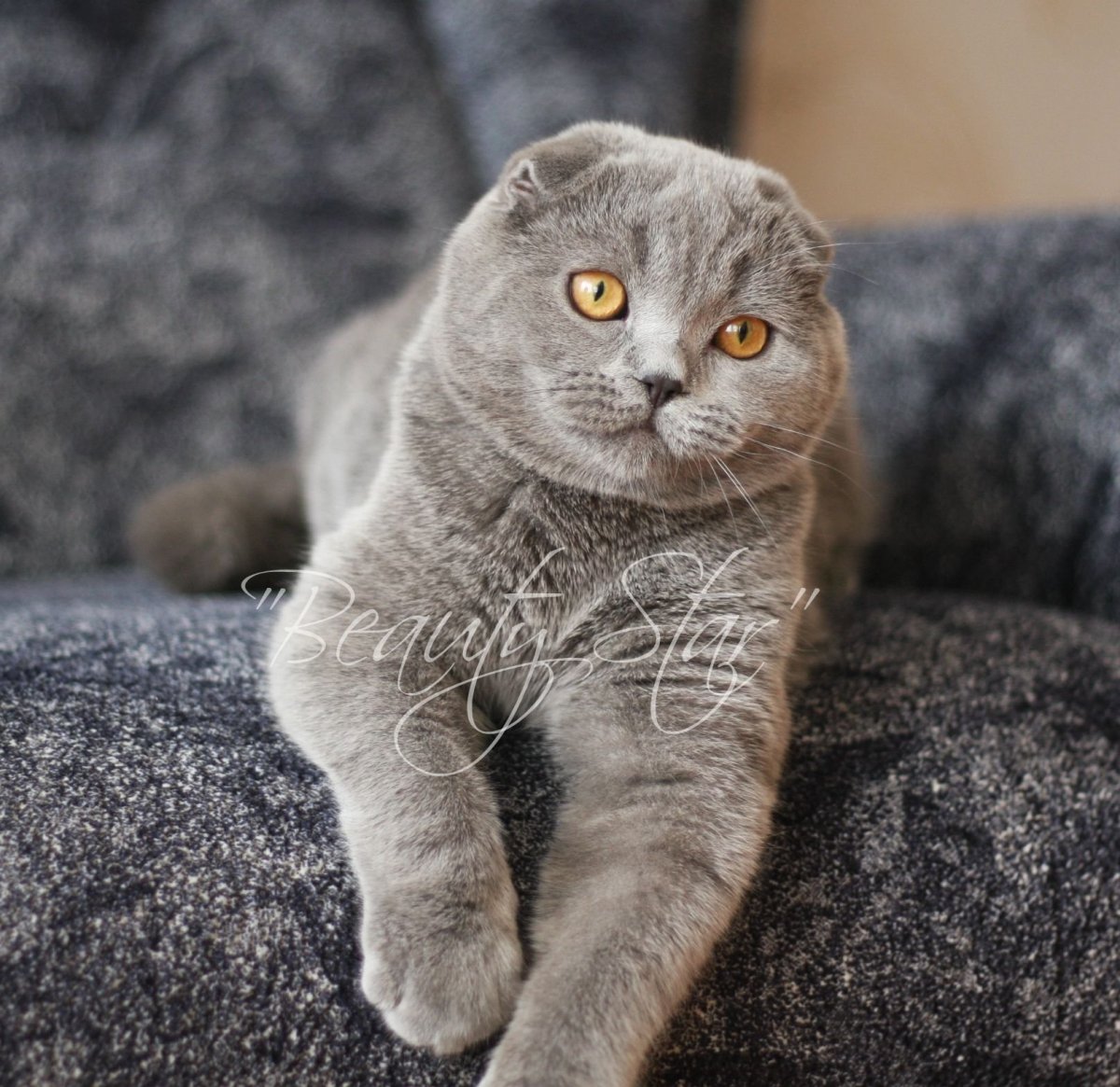 Вислоухий шотландец