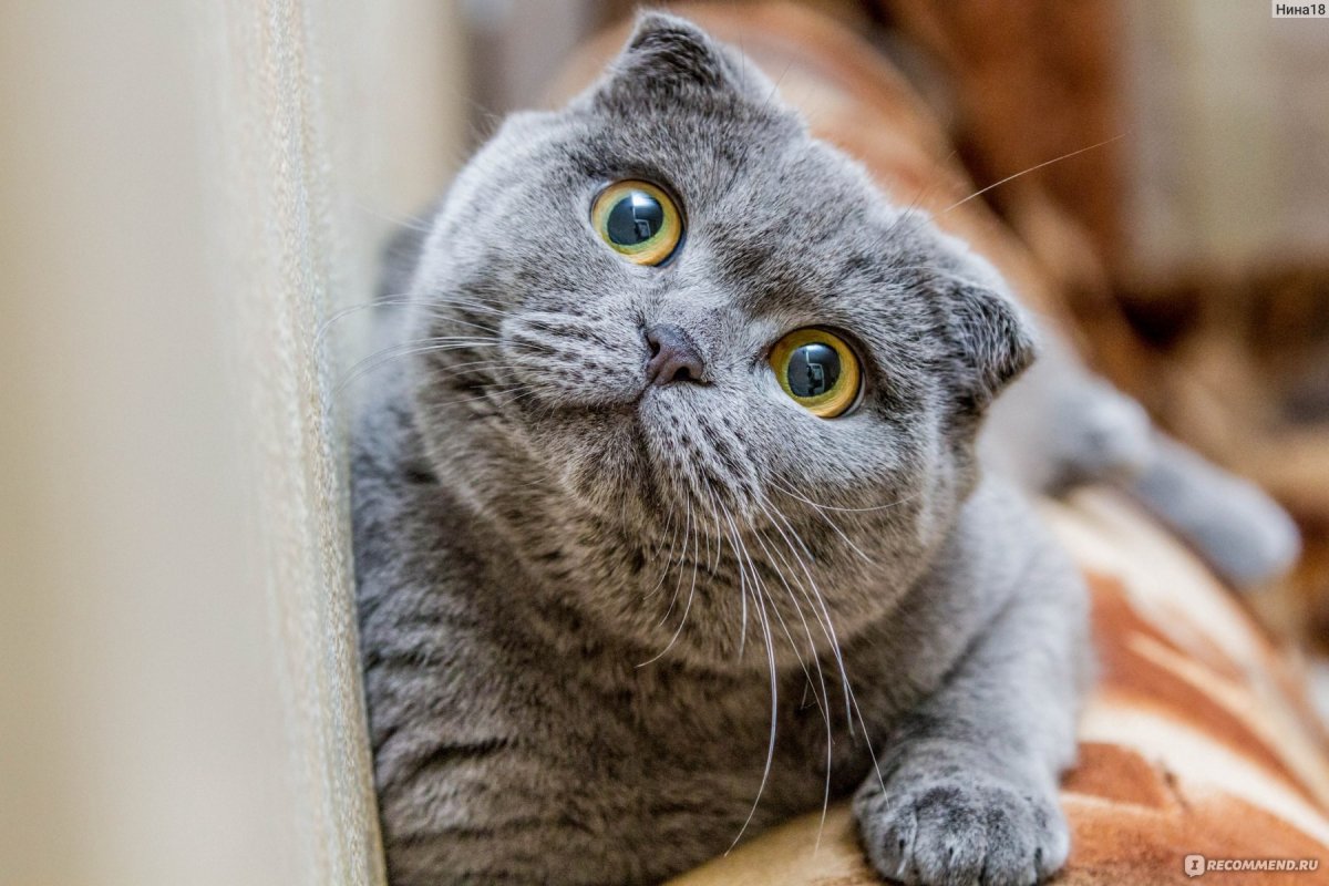 Вислоухий британец