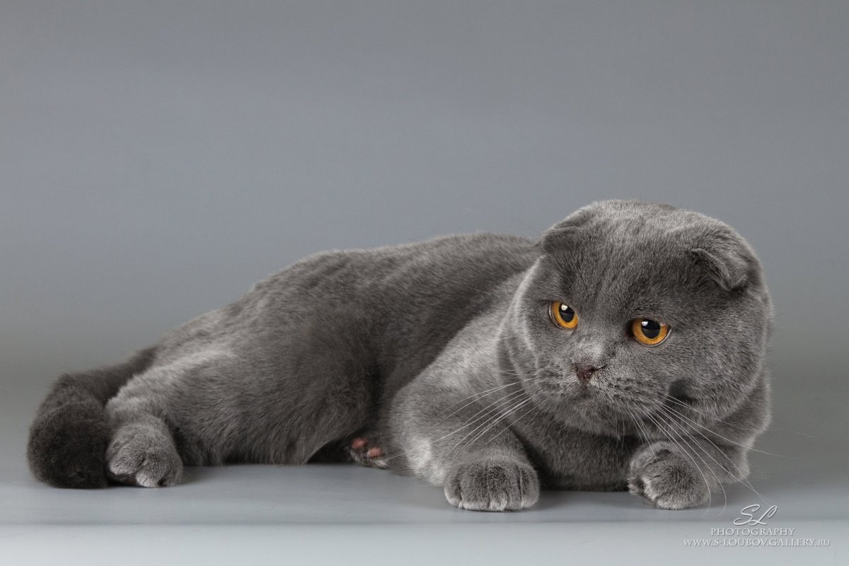 Скотланд фолд коты