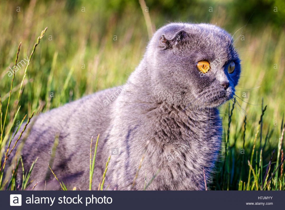 Как выглядит пара Шотландские вислоухие кот и кошка