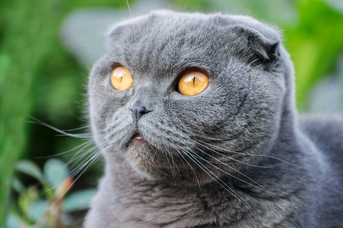 Скоттиш фолд котята