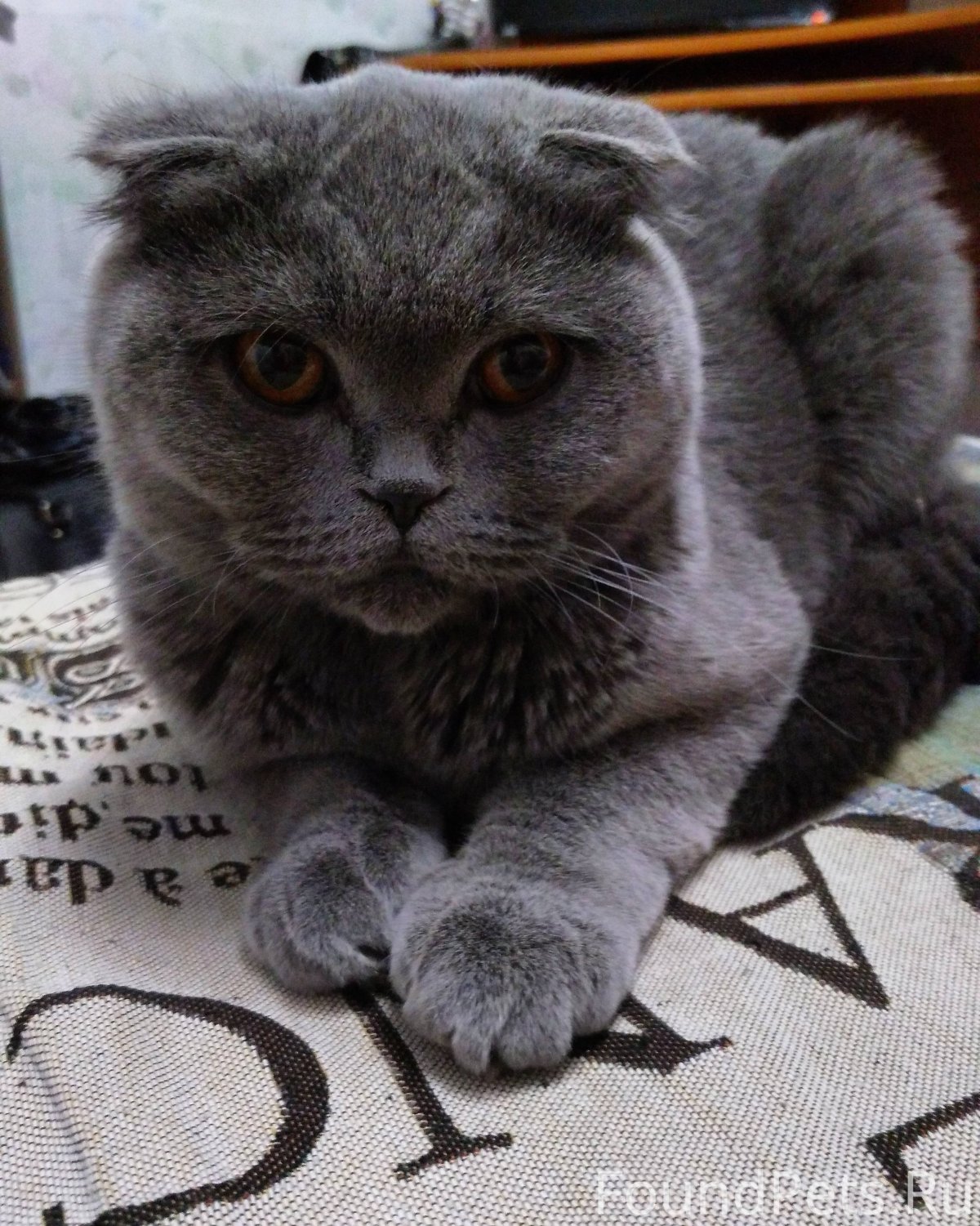 Скоттиш-фолд Шотландская вислоухая кошка дымчатый