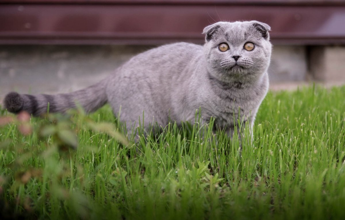 Шотландская вислоухая кошка гибрид