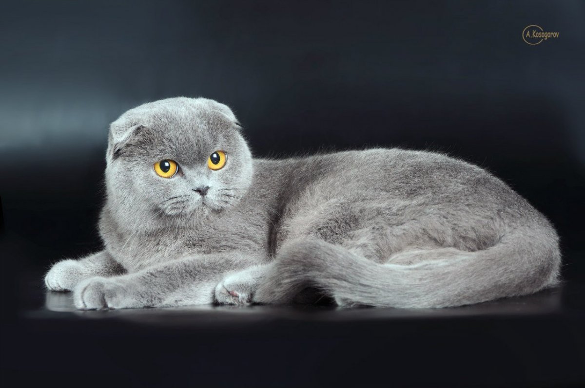 Шотландские коты с человеком