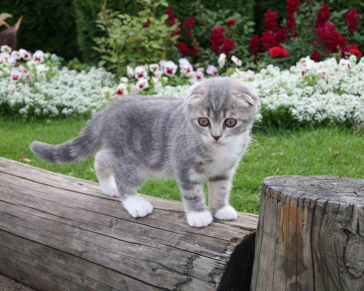 Скоттиш фолд серый