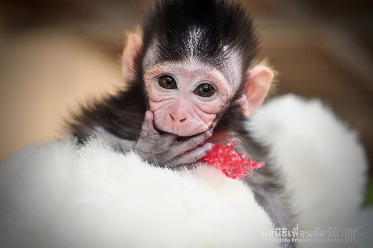 Накрашенная обезьянка