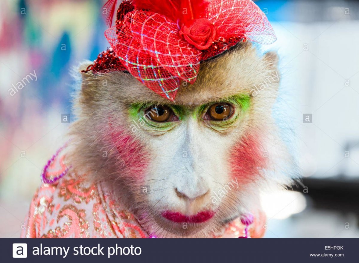 Мартышка с накрашенными губами