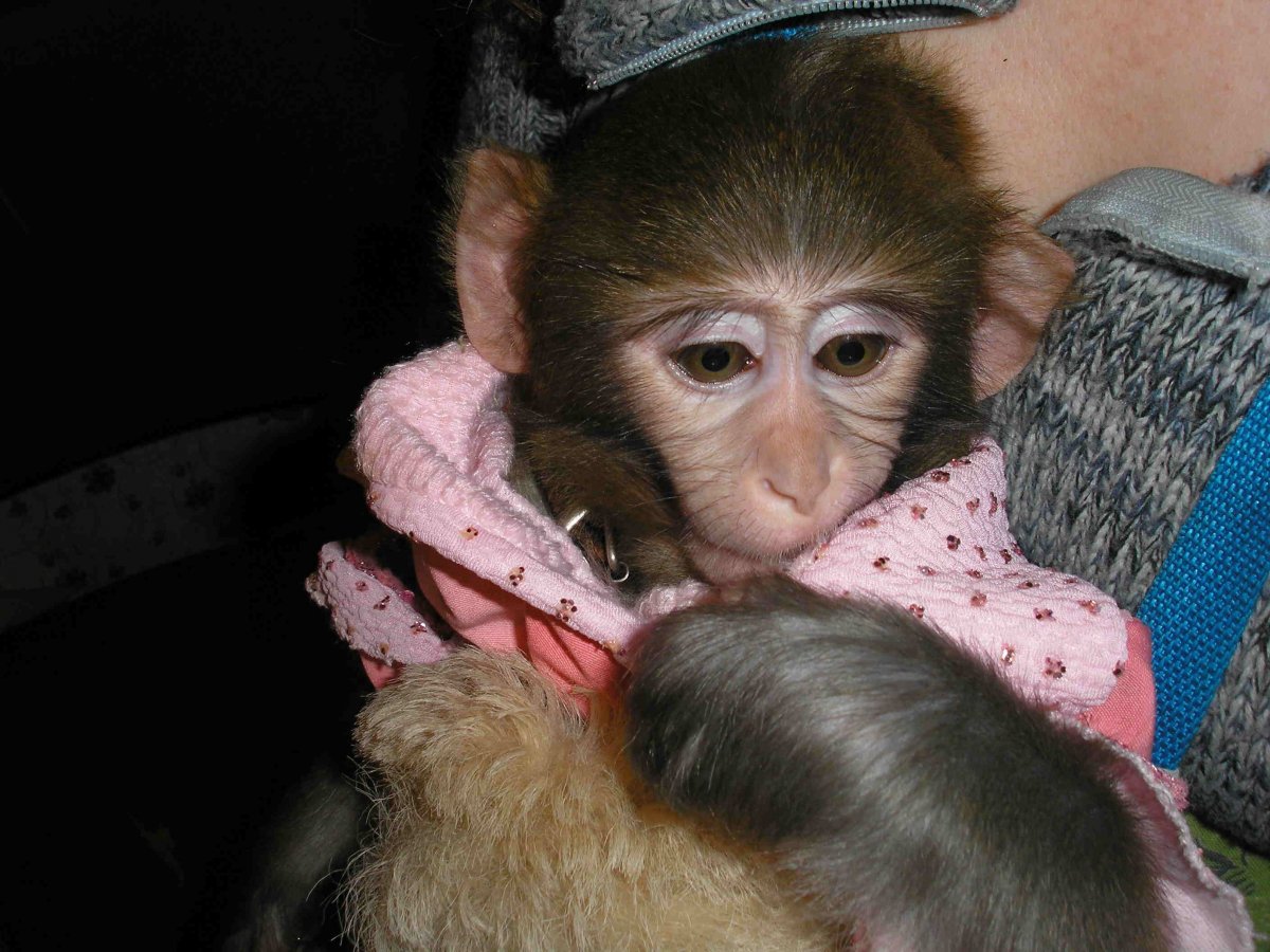 Накрашенная обезьянка