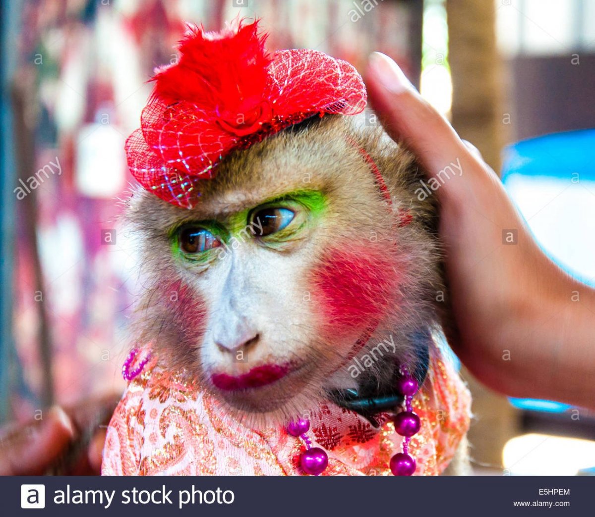 Накрашенная обезьяна в платье
