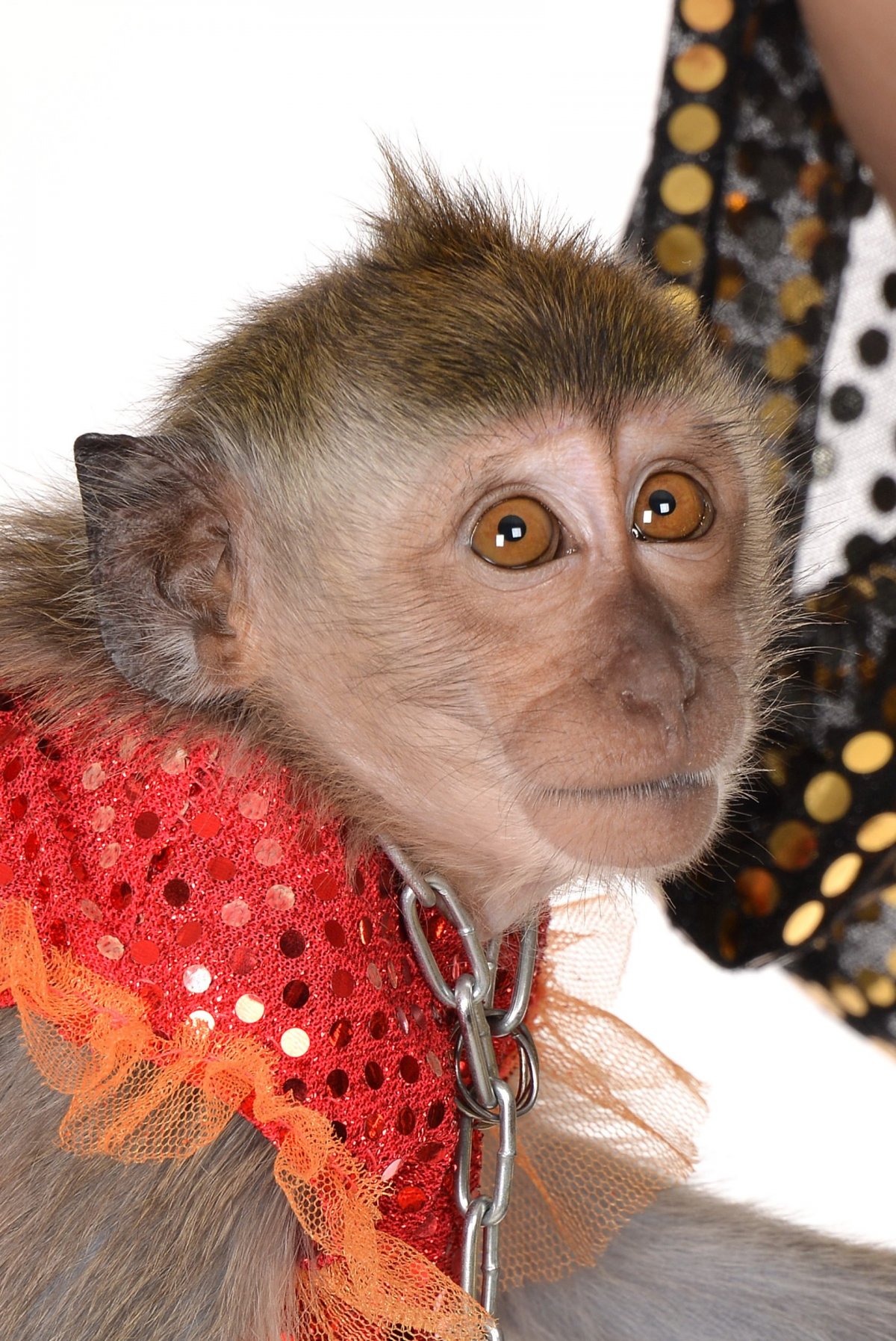 Маймун шимпанзе