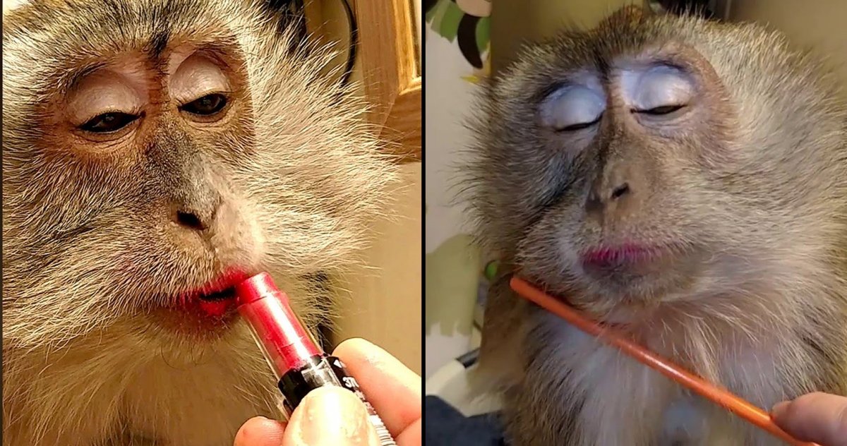 Смешные обезьяны