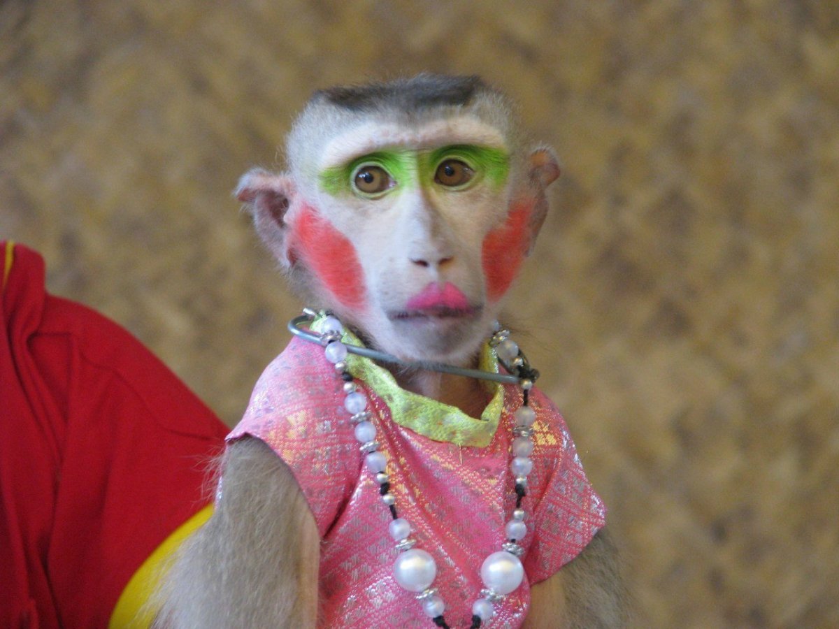 Крашеная обезьяна