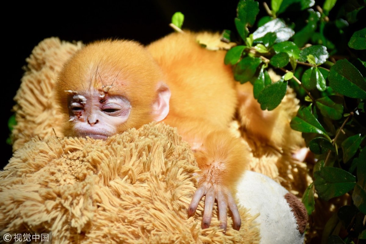 Нарядная обезьянка