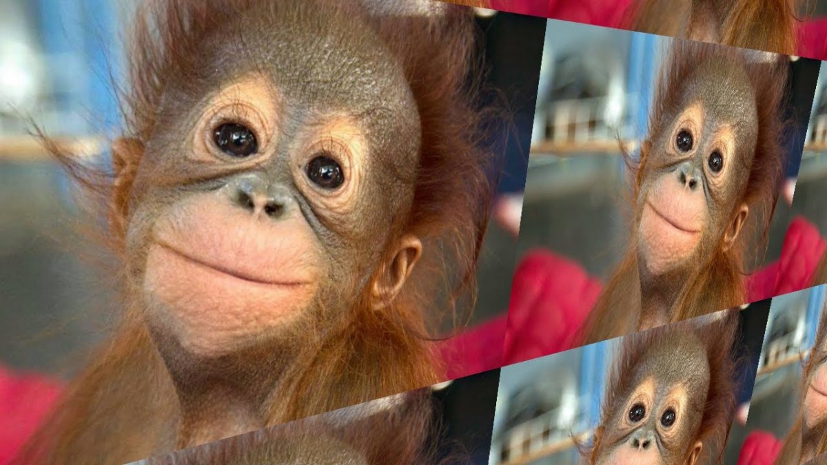 Обезьяна с челкой