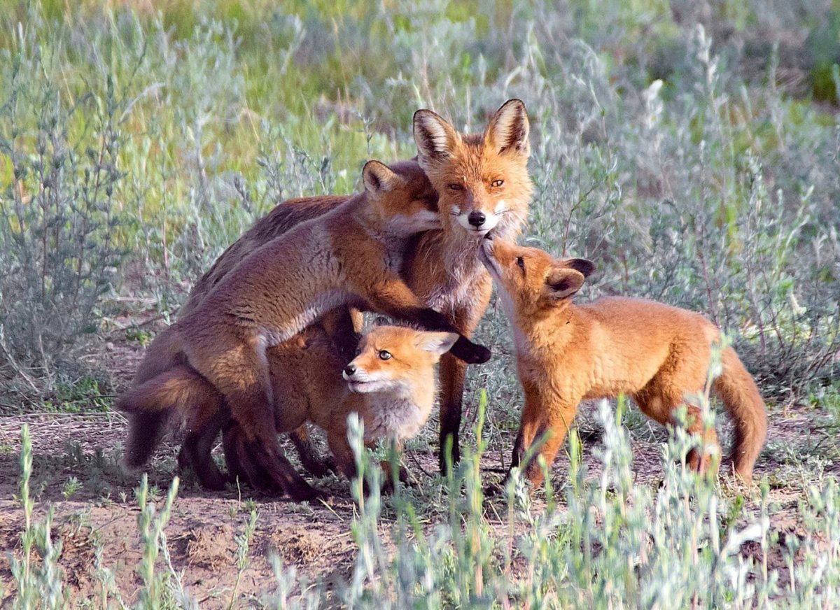 Животные Рязанской области