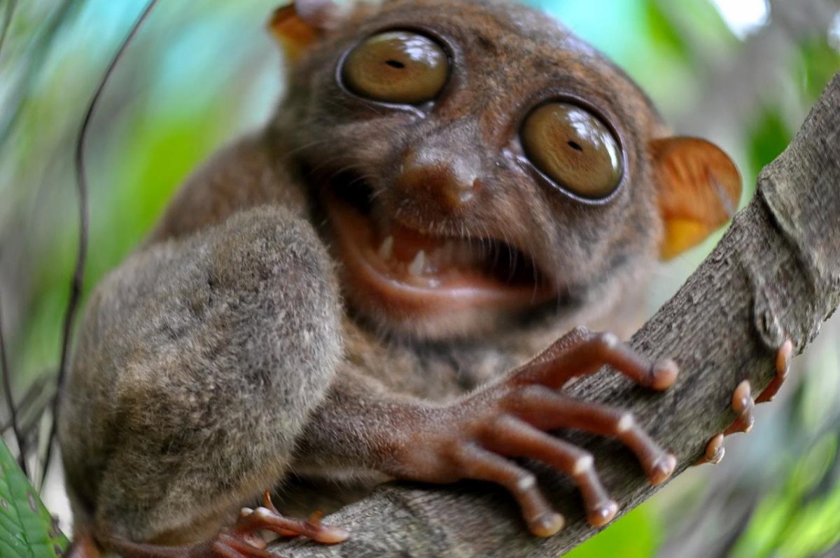 Мадагаскарский долгопят