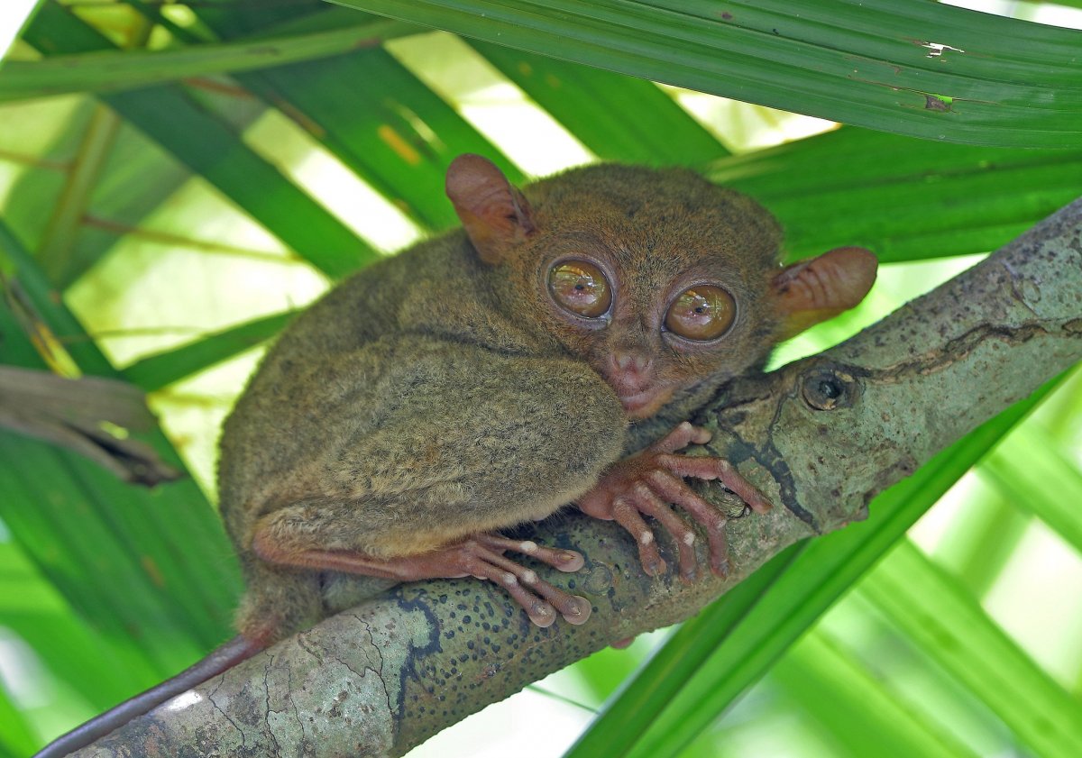 Приматы долгопяты