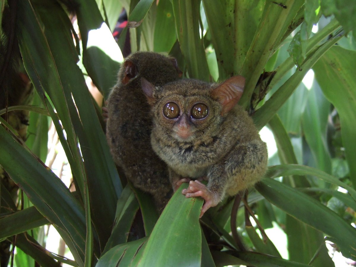 Филиппинский долгопят хищник