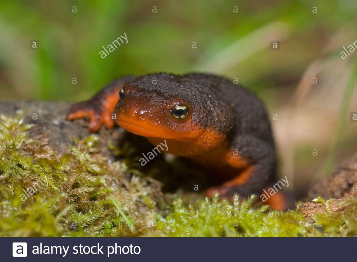 Желтобрюхий Тритон