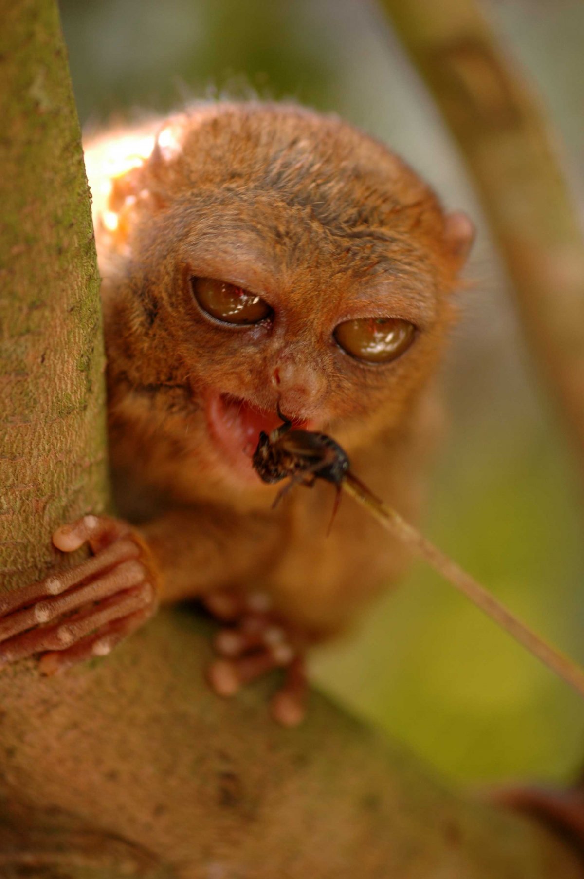 Долгопят привидение