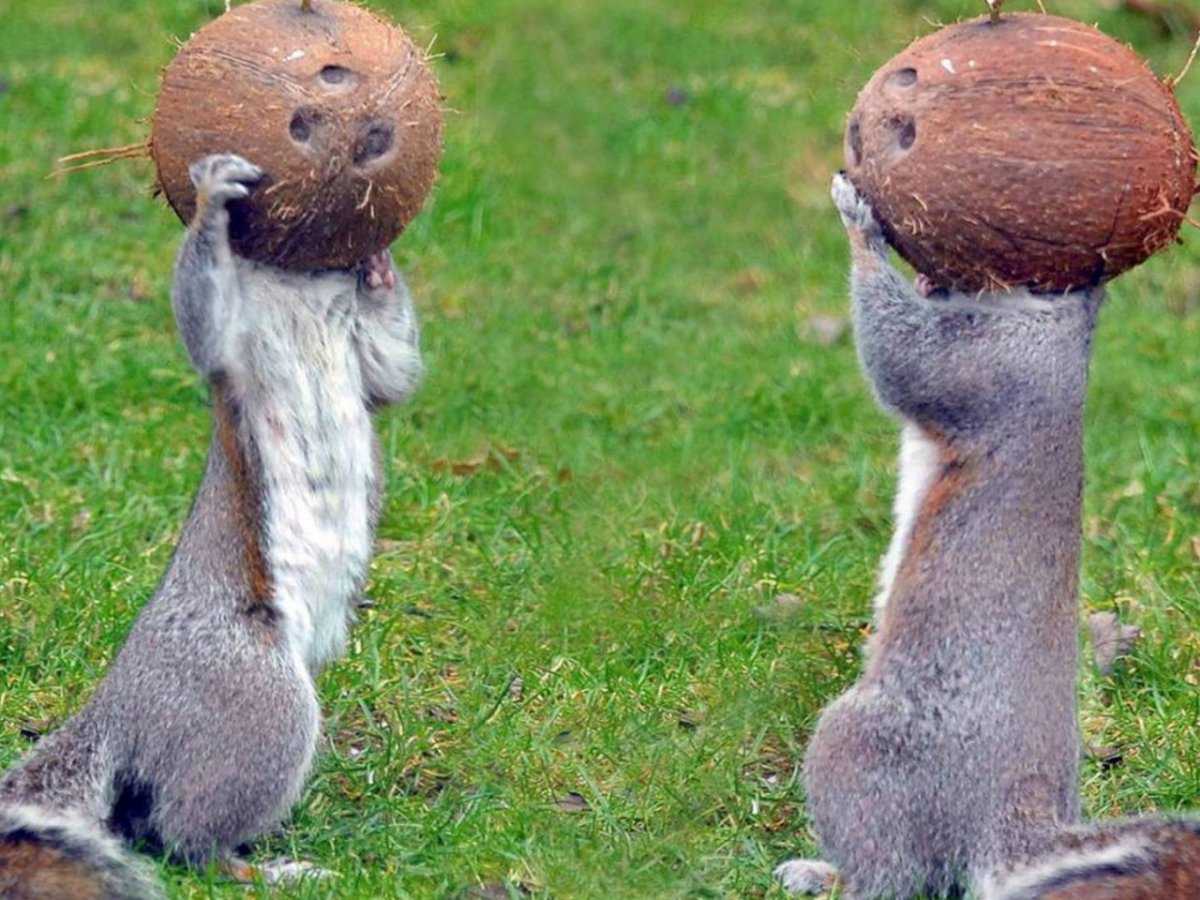 Бельчонок повис на яйцах