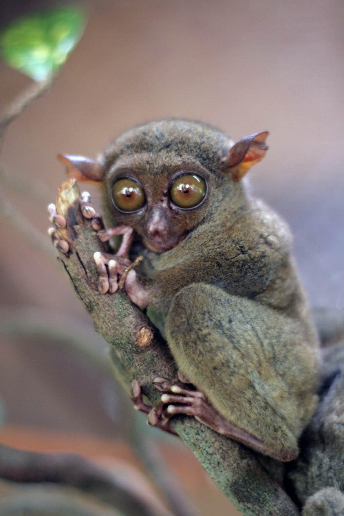 Лемур долгопят