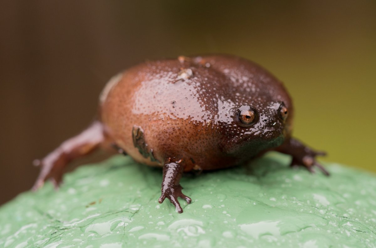 Южноафриканский узкорот