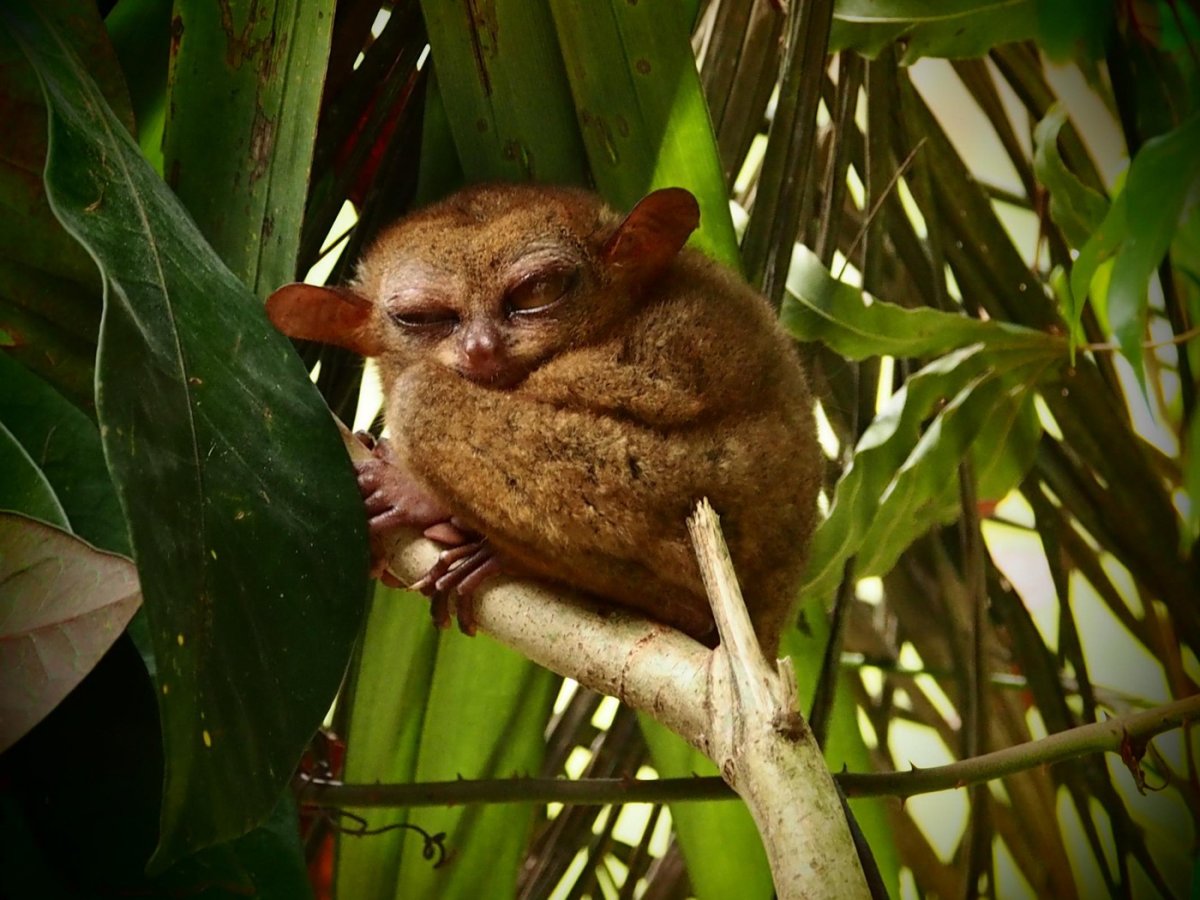 Тарсиеры Филиппины