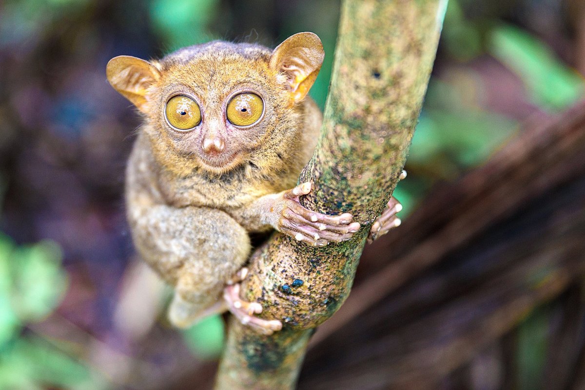 Пучеглазый долгопят