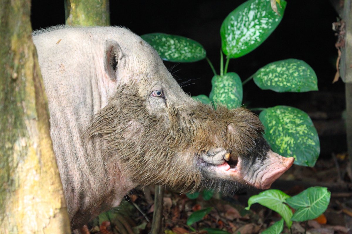 МОХНОРЫЛ чешуйчатый