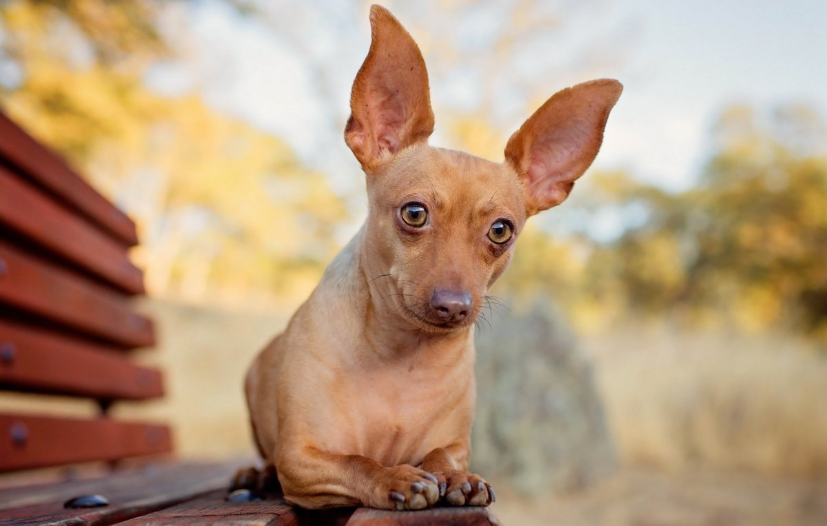 Чивини порода