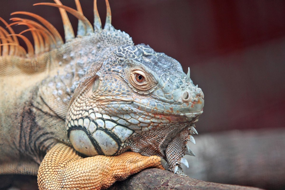 Игуана драконьяшипохвост