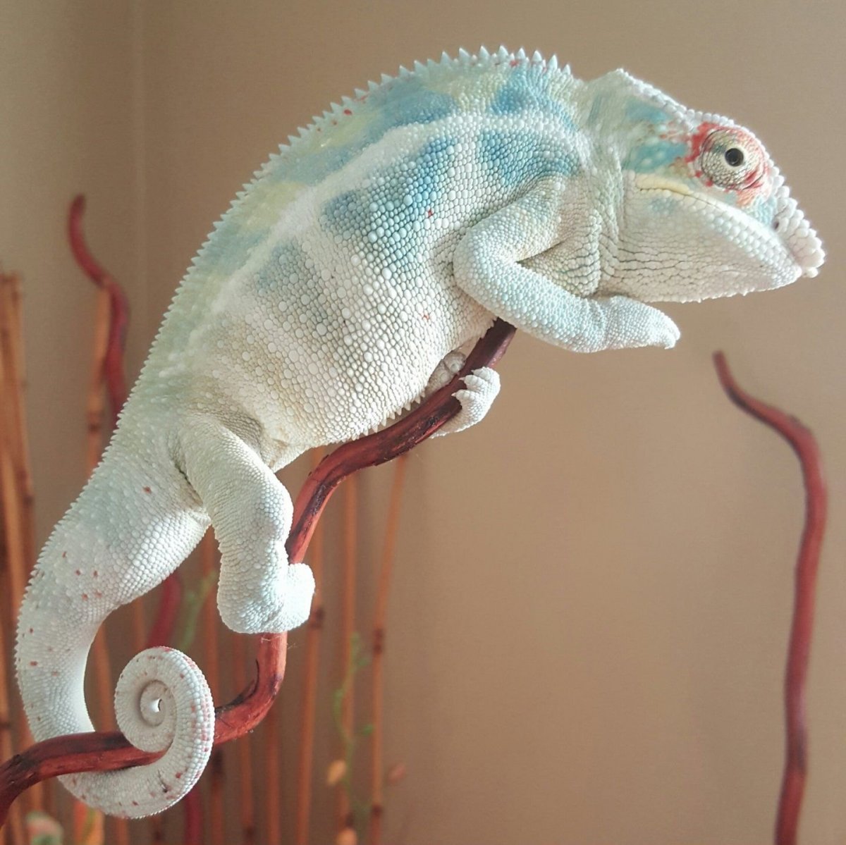 Короткорогий хамелеон