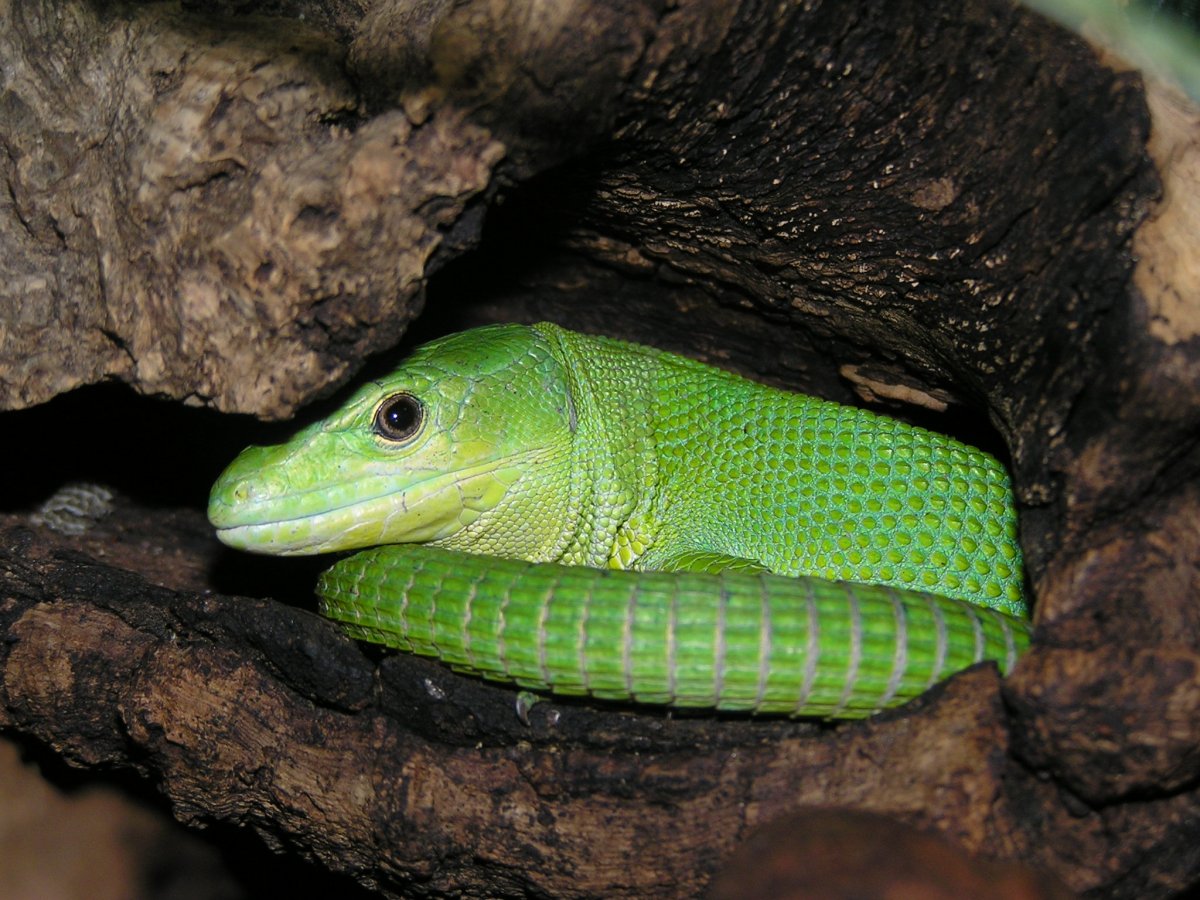 Gastropholis prasina