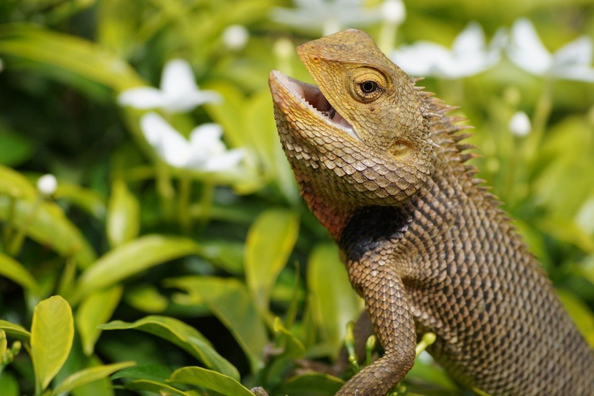 Рептилии Африки