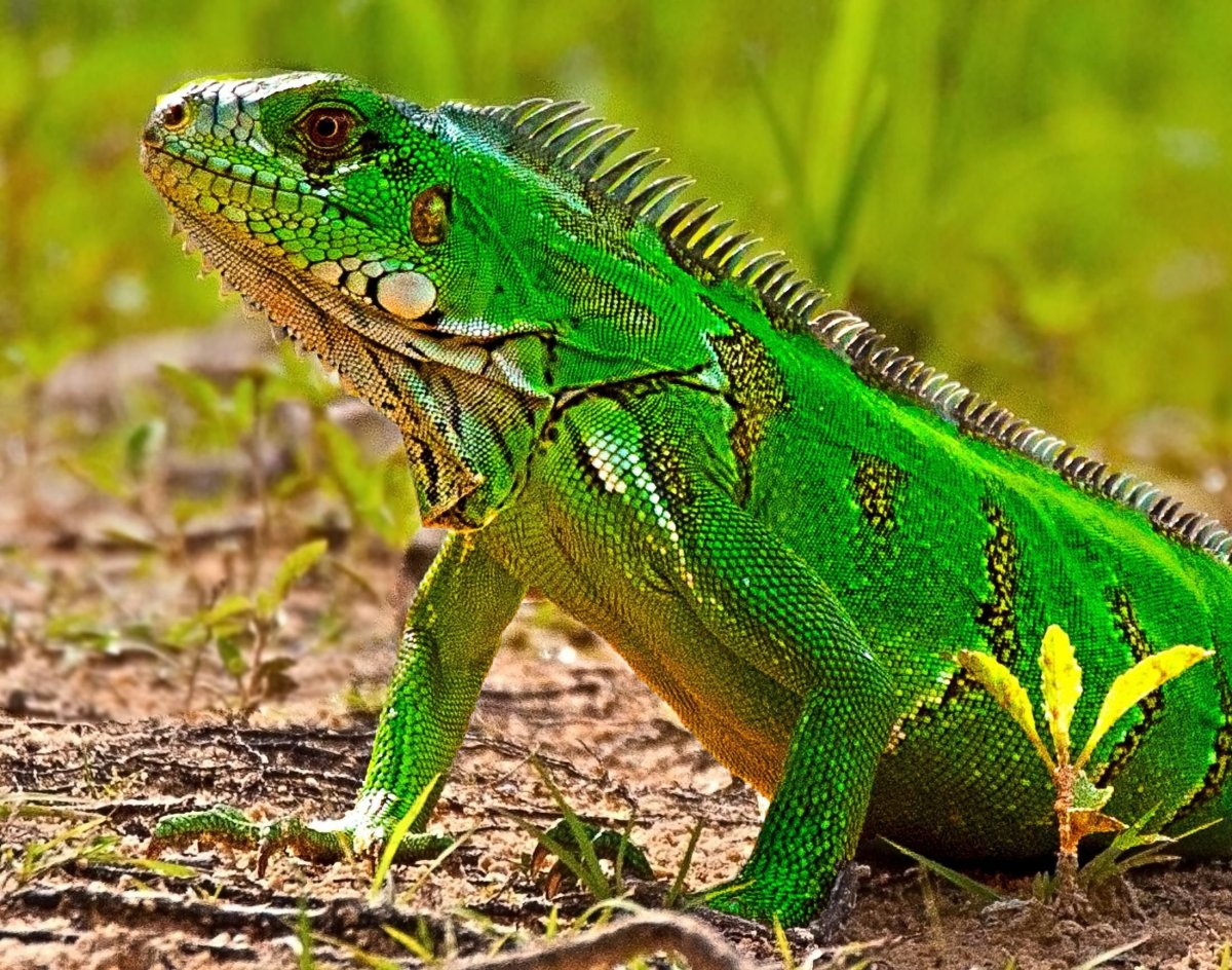 Зеленая игуана (Iguana Iguana)