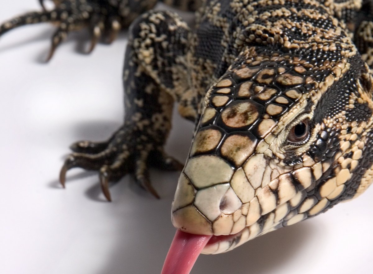 Много рептилий